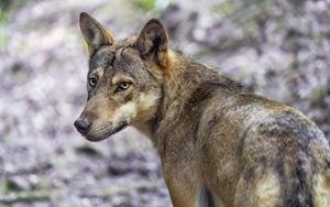 Превью обои волк, собака, хищник, взгляд, животное