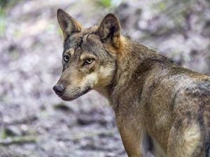 Превью обои волк, собака, хищник, взгляд, животное