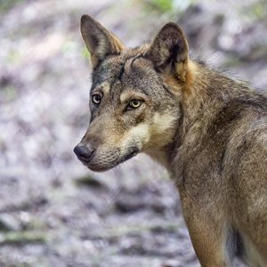 Превью обои волк, собака, хищник, взгляд, животное