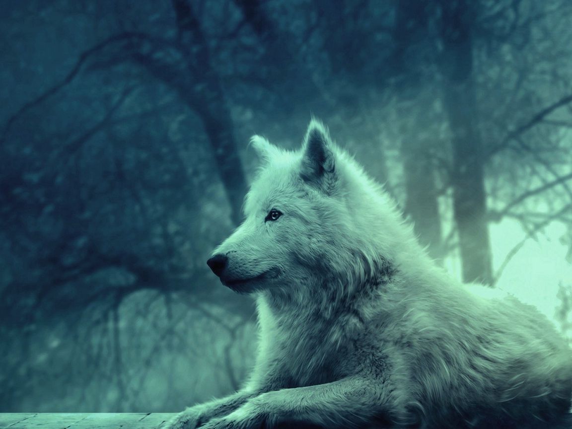 Living wolfs. Волк на аву. Wolf обои. Фото волка на аву. Белый волк картинки на аватарку.