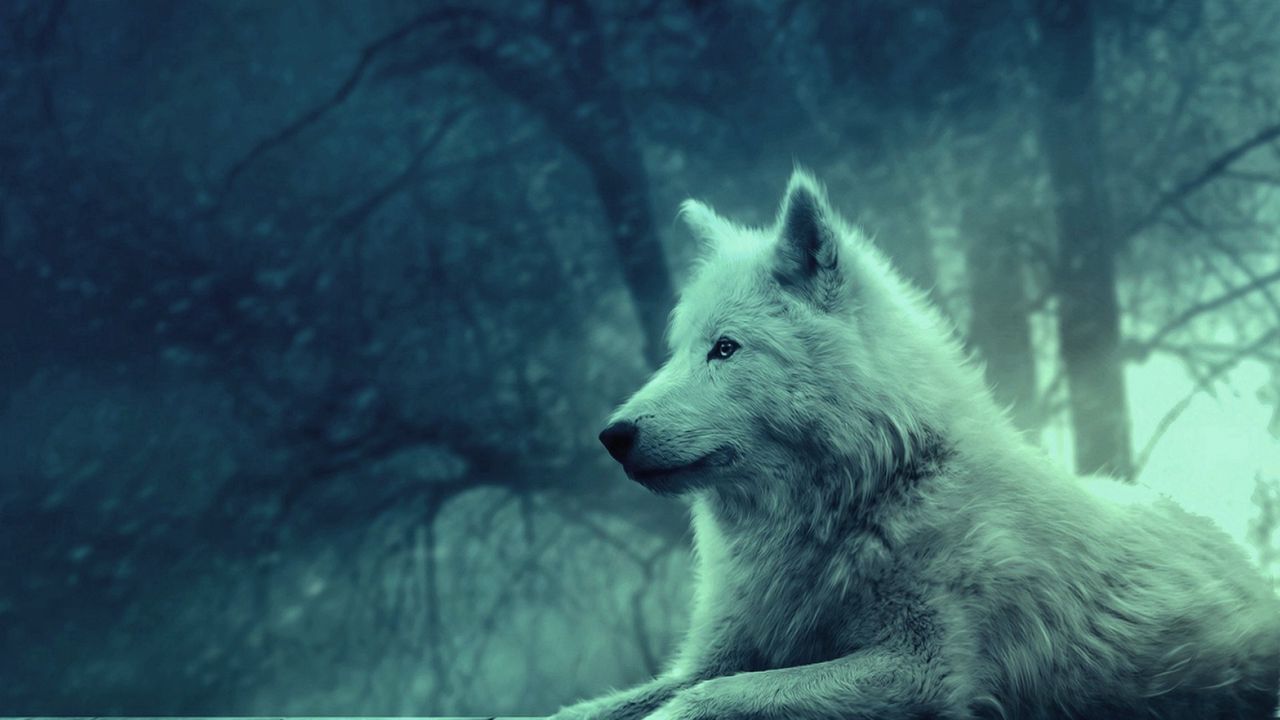 Обои волк, светлый, лес, дикий, спокойствие, умиротворение