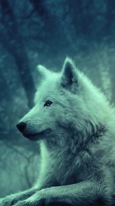 Превью обои волк, светлый, лес, дикий, спокойствие, умиротворение