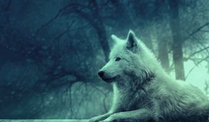 Превью обои волк, светлый, лес, дикий, спокойствие, умиротворение