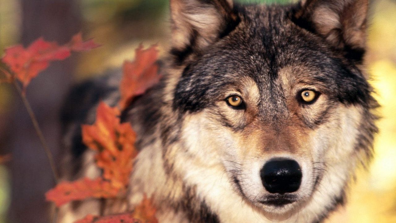 Обои волк, трава, листья, морда, взгляд
