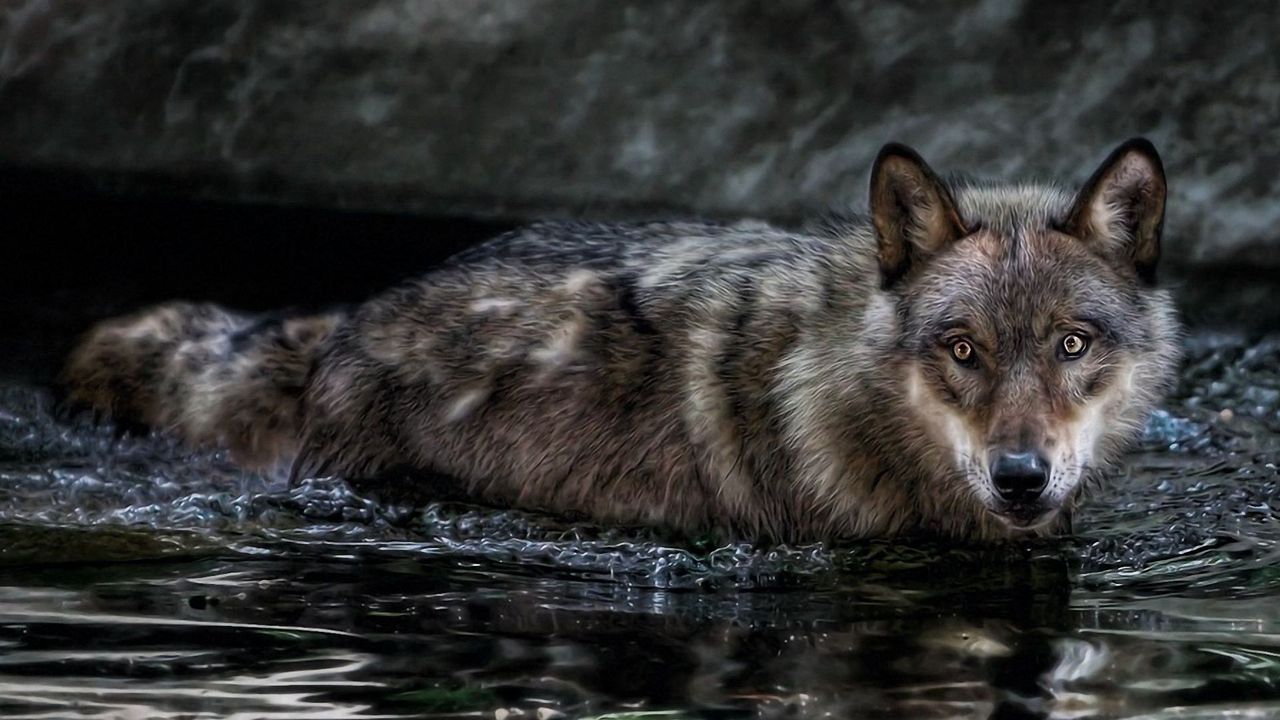 Обои волк, вода, плавать, охота, взгляд, хищник