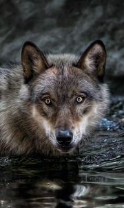 Превью обои волк, вода, плавать, охота, взгляд, хищник