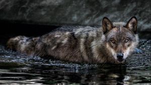 Превью обои волк, вода, плавать, охота, взгляд, хищник