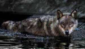 Превью обои волк, вода, плавать, охота, взгляд, хищник