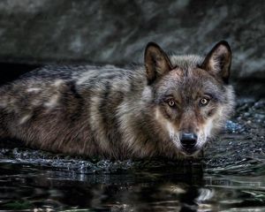 Превью обои волк, вода, плавать, охота, взгляд, хищник