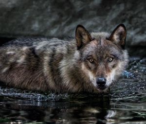 Превью обои волк, вода, плавать, охота, взгляд, хищник