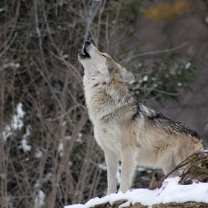Превью обои волк, воет, дикая природа, зима, хищник