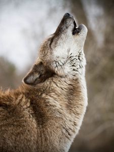 Превью обои волк, вой, хищник, дикая природа