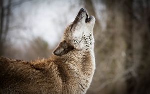 Превью обои волк, вой, хищник, дикая природа