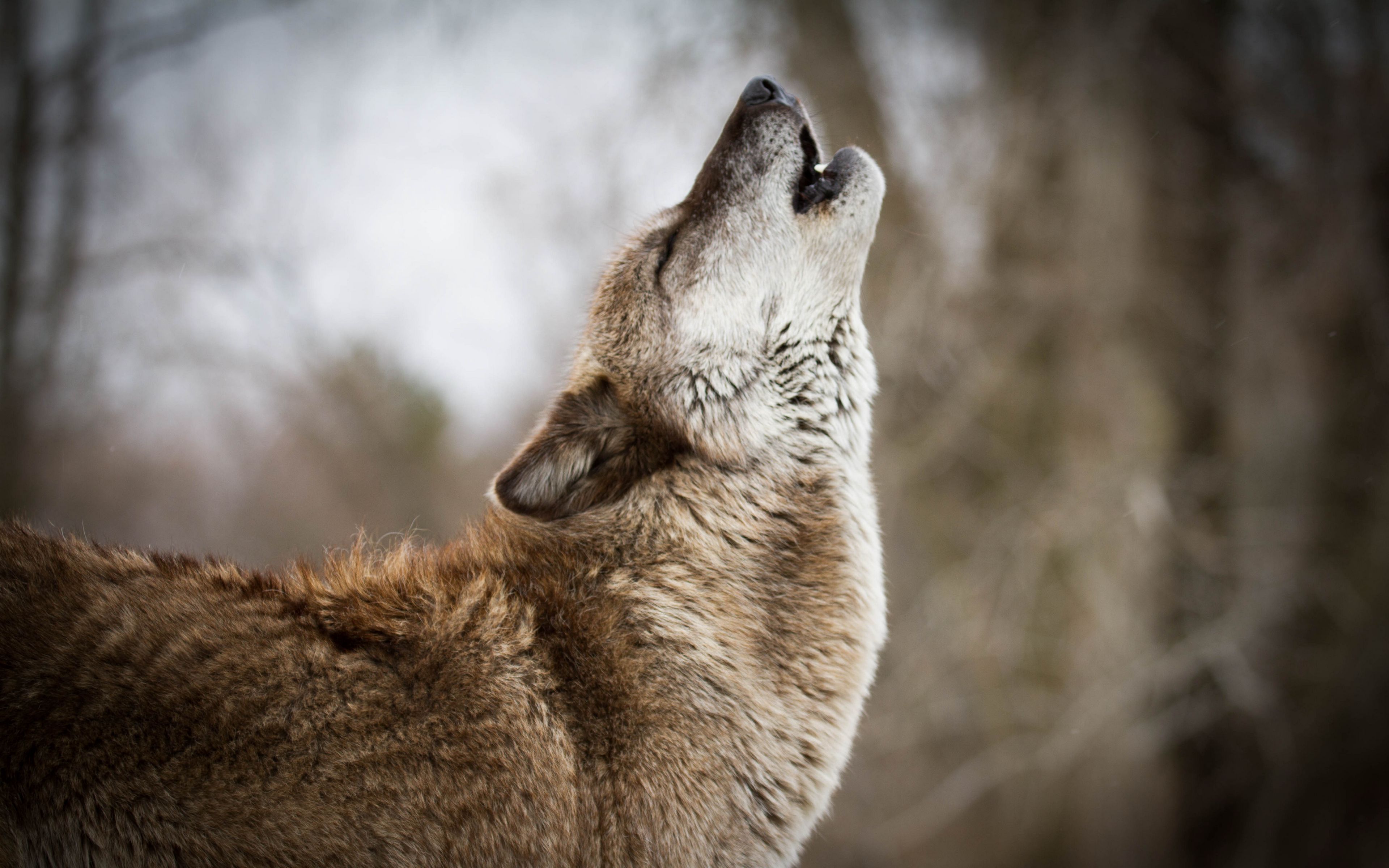 3840x2400 волк, вой, хищник, дикая природа обои 4k ultra hd 16:10.