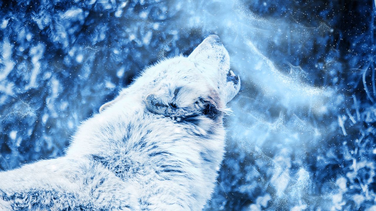 Обои волк, вой, хищник, туман, одиночество
