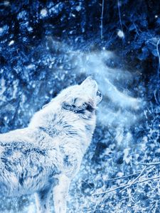 Превью обои волк, вой, хищник, туман, одиночество