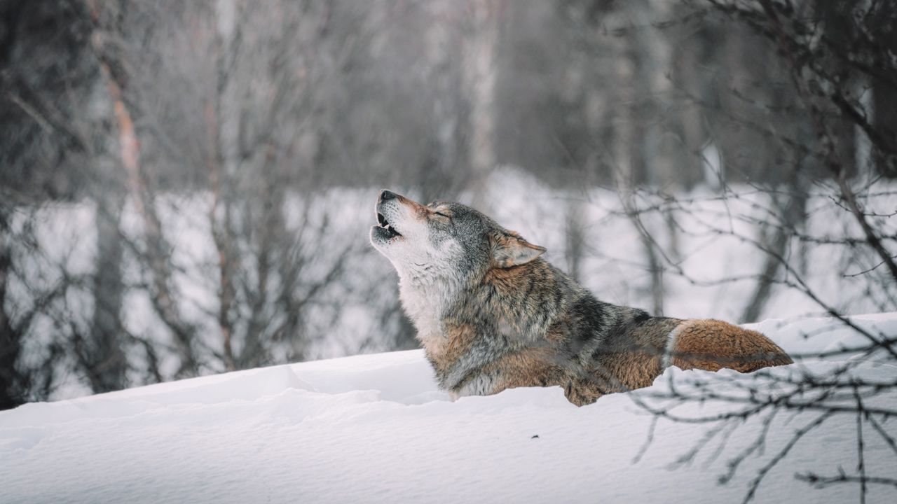 Обои волк, вой, хищник, снег, дикая природа