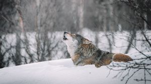 Превью обои волк, вой, хищник, снег, дикая природа