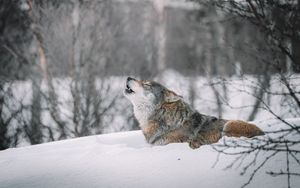 Превью обои волк, вой, хищник, снег, дикая природа