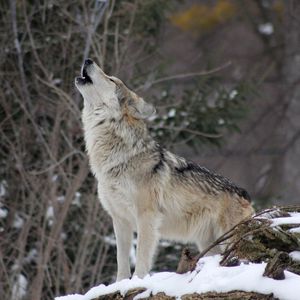Превью обои волк, вой, снег, лес