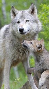 Превью обои волк, волчонок, пара, забота, семья