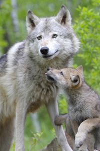 Превью обои волк, волчонок, пара, забота, семья