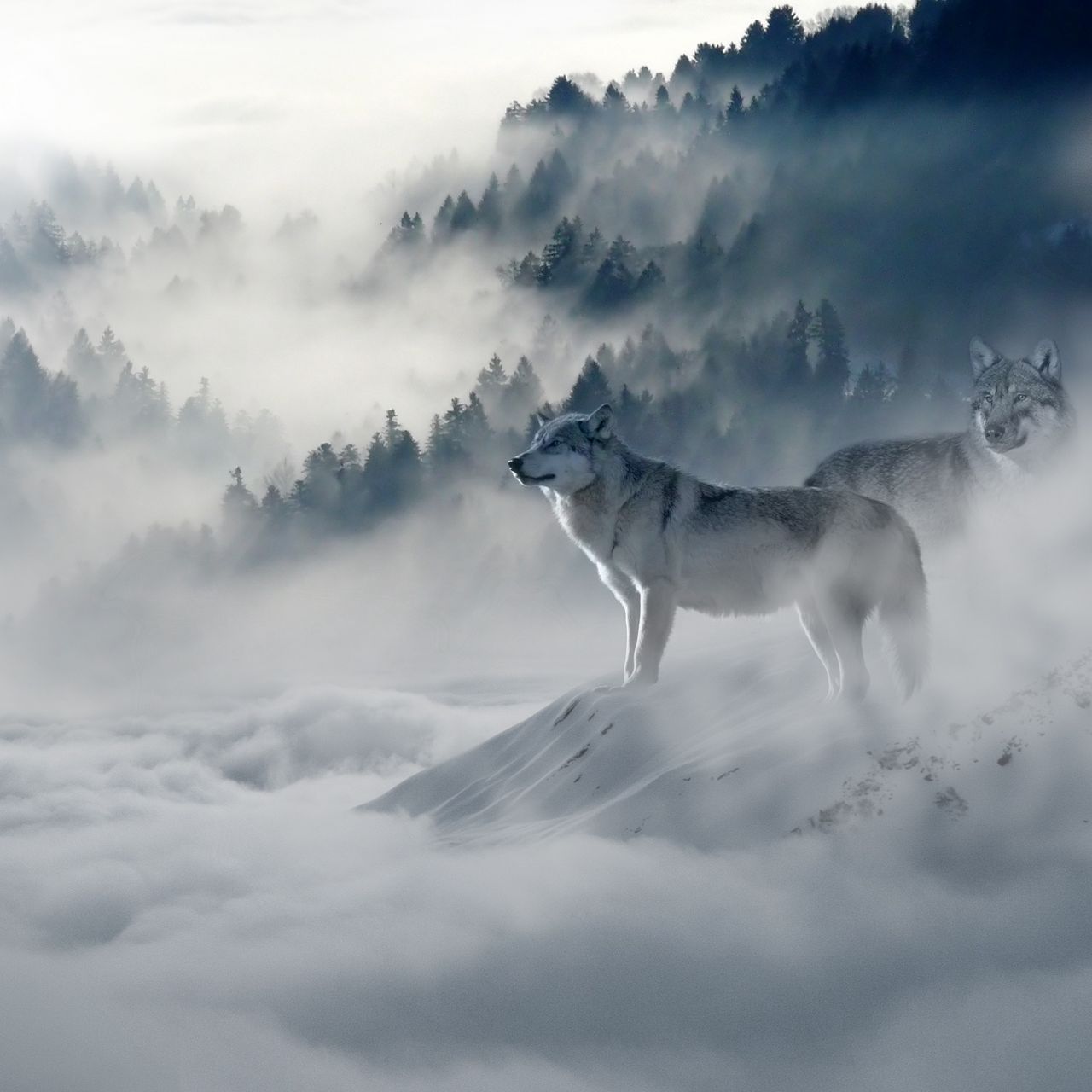 Волк в тумане арт