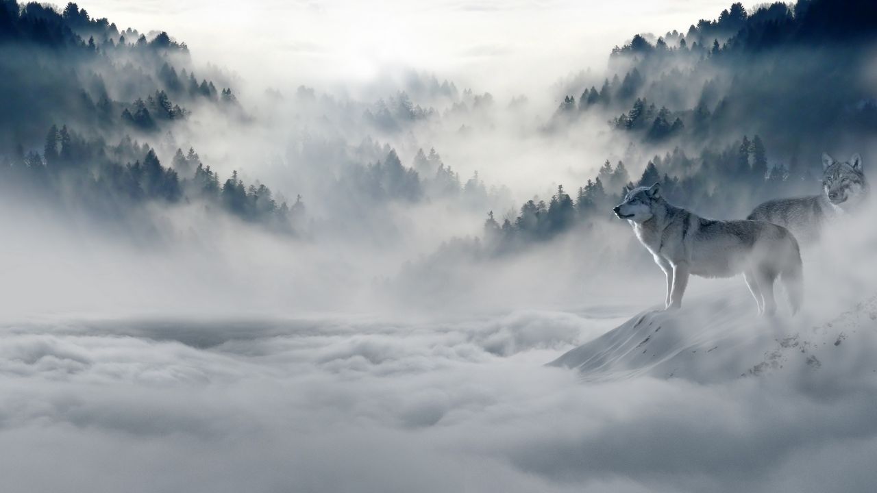 Обои волк, волки, хищники, туман, снег, горы