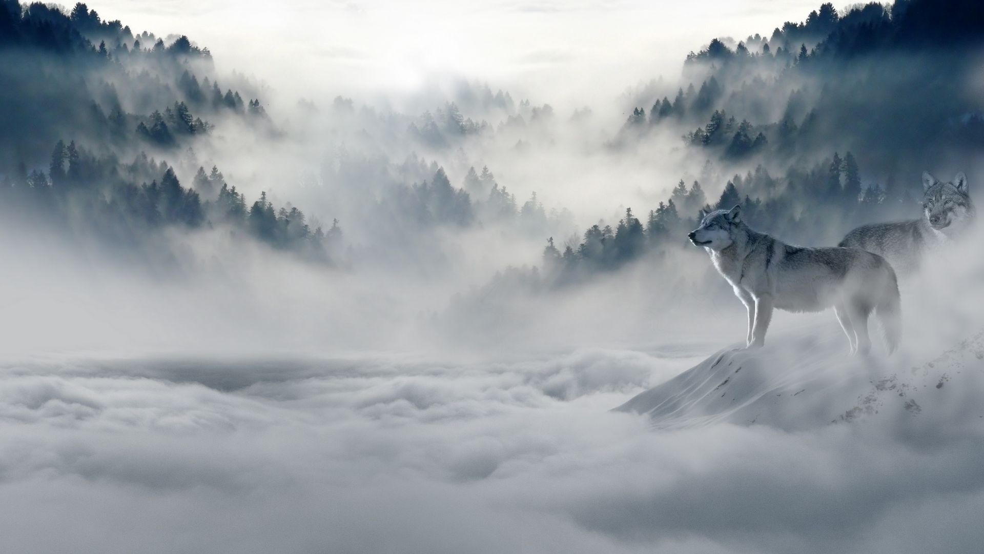 1920x1080 волк, волки, хищники, туман, снег, горы обои full hd, hdtv, fhd, ...