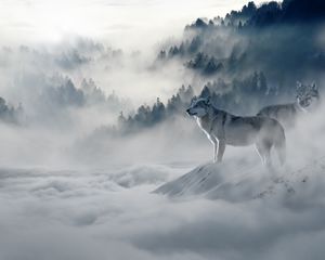 Превью обои волк, волки, хищники, туман, снег, горы
