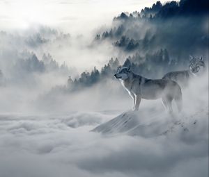 Превью обои волк, волки, хищники, туман, снег, горы