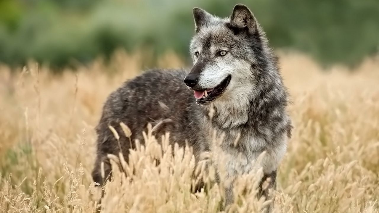 Обои волк, высматривает, трава, охота
