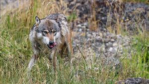 Превью обои волк, высунутый язык, хищник, дикий, трава