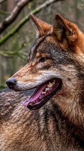 Превью обои волк, высунутый язык, хищник, лес