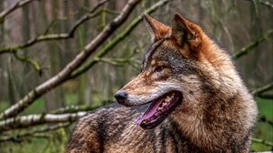 Превью обои волк, высунутый язык, хищник, лес