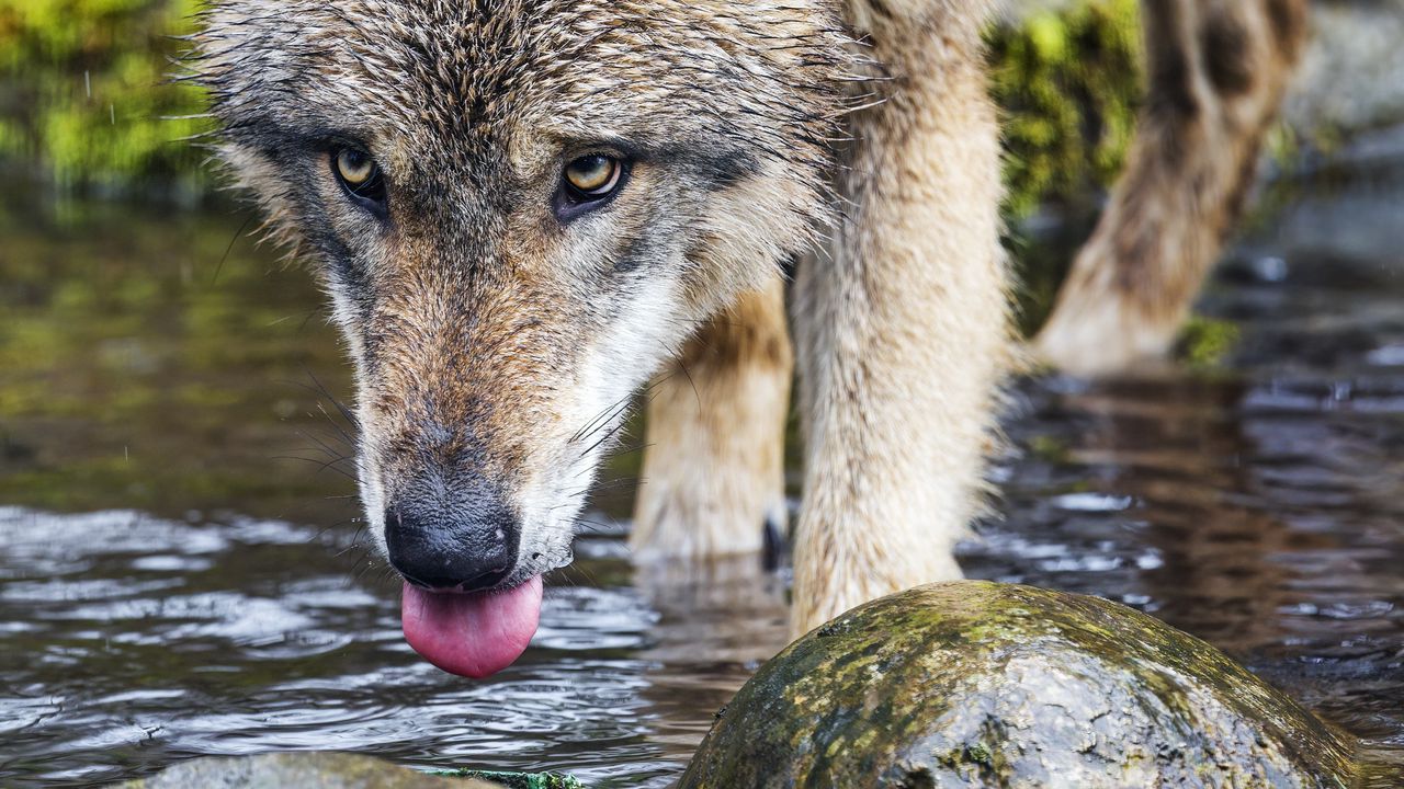 Обои волк, высунутый язык, хищник, дикий, камни, вода