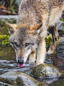 Превью обои волк, высунутый язык, хищник, дикий, камни, вода