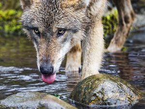 Превью обои волк, высунутый язык, хищник, дикий, камни, вода