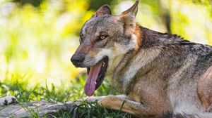 Превью обои волк, высунутый язык, животное, хищник, трава