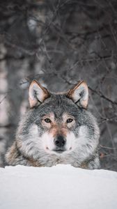 Превью обои волк, взгляд, хищник, снег, дикая природа