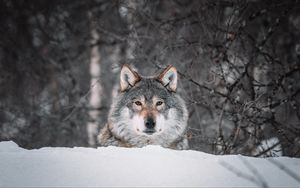 Превью обои волк, взгляд, хищник, снег, дикая природа