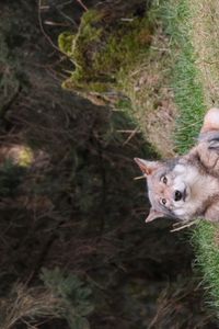 Превью обои волк, взгляд, хищник, животное, трава
