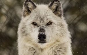 Превью обои волк, взгляд, хищник, дикая природа, снег