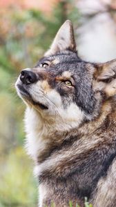 Превью обои волк, взгляд, хищник, животное, размытие