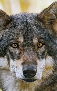 Превью обои волк, взгляд, мех, хищник, животное