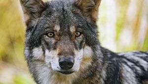 Превью обои волк, взгляд, мех, хищник, животное