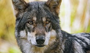 Превью обои волк, взгляд, мех, хищник, животное