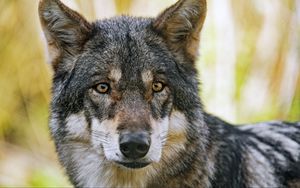 Превью обои волк, взгляд, мех, хищник, животное