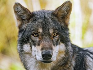 Превью обои волк, взгляд, мех, хищник, животное