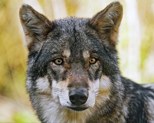 Превью обои волк, взгляд, мех, хищник, животное